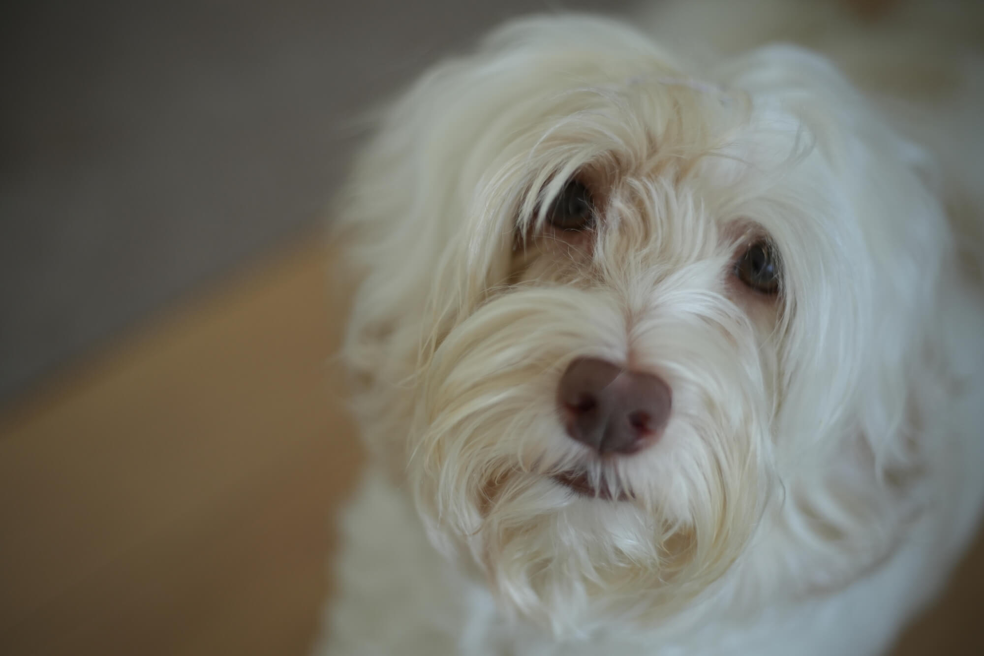 オーストラリアン・ラブラドゥードルの寿命と健康面の特徴